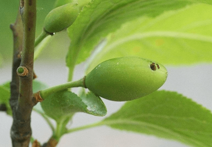 Fruct verde despicat cu larva2.png