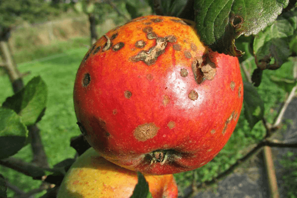 Fructiferi4.png