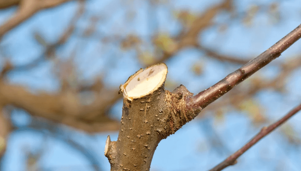 TualetaArborilor4.png