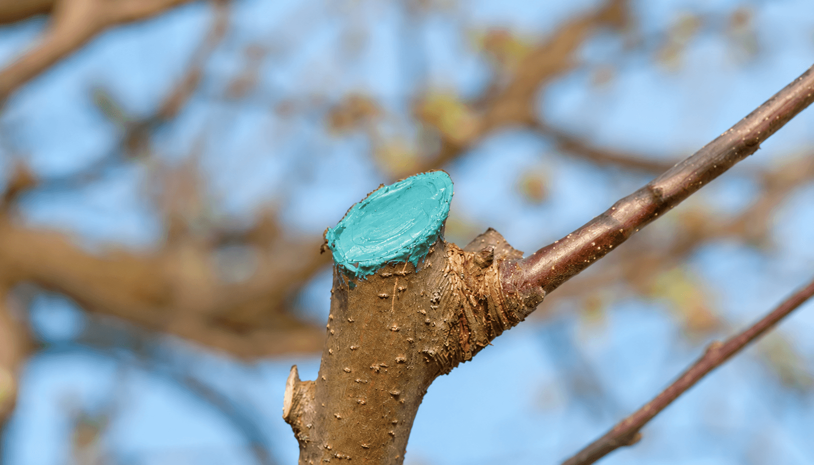 mastic turcoaz.png